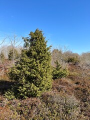 Obraz premium trees in the mountains