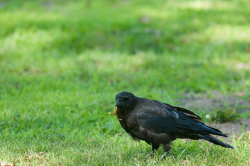 Crow foraging food on the ground at a New York State Park