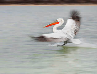 white pelican in flight