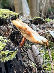 mushroom in the forest