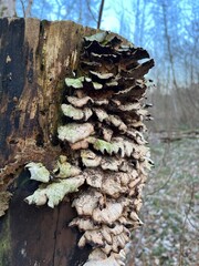 mushrooms on a tree