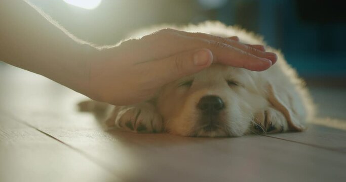 A man's hand strokes a light fluffy puppy who is napping on the floor at home