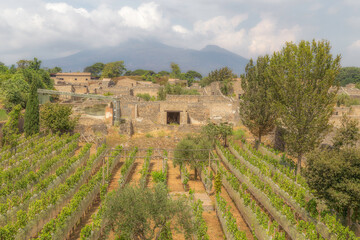 vineyard in Italy