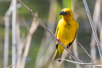 Breeding male  Cape Weaver (Ploceus capensis)  perched on reeds in wetlands,  Wilderness, Western Cape, South Afrcia
