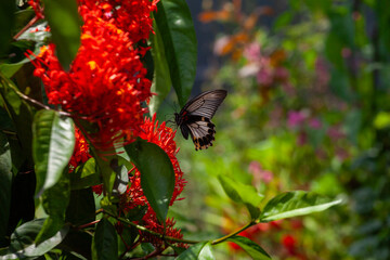 Butterfly on a red flower in a garden in Indonesia