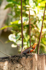 Colorful Yellow Red and Green Garden Lizard