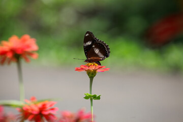 Butterfly on a red flower in a garden in Indonesia