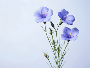 Fototapeta na wymiar Flax flower in studio background, single flax flower, Beautiful flower images
