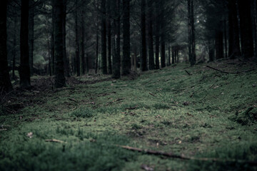 Moss covered surface of pine forest in the neighbourhood of Mirwart, Belgium