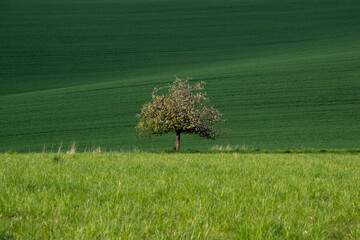 Samotne drzewo/lonely tree/Moravia
