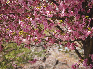 春の花　桜　マツマエハヤザキ