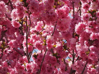 春の花　桜　マツマエハヤザキ