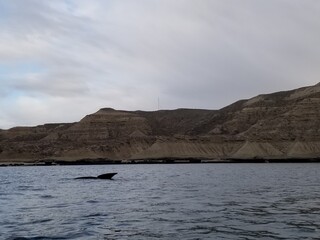 whales in Peninsula de Valdes, Argentina