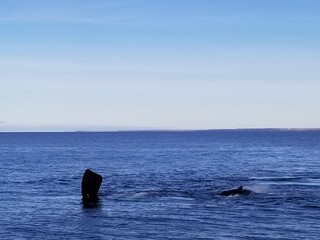 whales in Peninsula de Valdes, Argentina