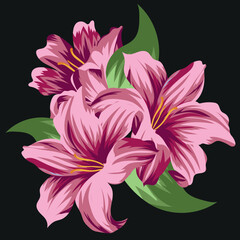 vector illustration of three pink summer lily buds with three green leaves on a black background