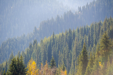 Enjoy the enchanting beauty of the Tien Shan spruce forests. Enjoy the vibrant fall colors in the...