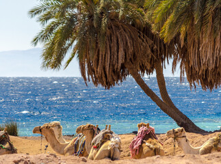 Fototapeta na wymiar landscape with a caravan lying camels in Egypt Dahab South Sinai