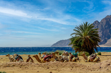 Fototapeta na wymiar several camels rest on the shores of the Red Sea
