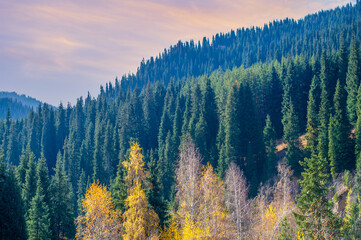 Experience the breathtaking beauty of the Tien Shan in autumn. Witness the vibrant leaves and green pine trees all around you. Immerse yourself in the stunning colors of nature at this time of year.