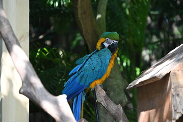 blue and yellow macaw