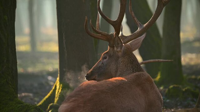 Red deer stag close-up portrait in the forest	