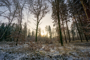 Fototapeta premium Schönbuch Wald Winter Stuttgart