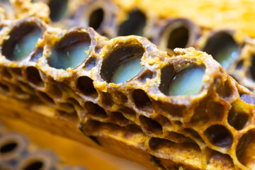 Queen cells full with royal jelly in focus. Royal jelly production