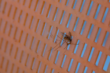 Mosquito body on the mosquito swatter in close up view.