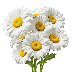 High-Quality Image of Isolated Daisy Flowers On transparent background PNG file