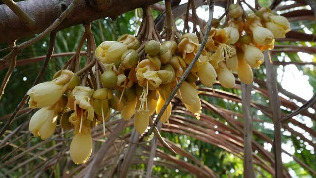 inflorescence and flower opening development stages of durian fruit on tree