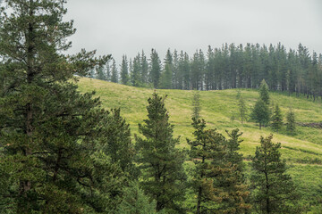 Horizontal photograph of green meadow with wet pine trees in fog. Concept of nature.