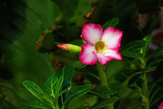 flower of a desert rose