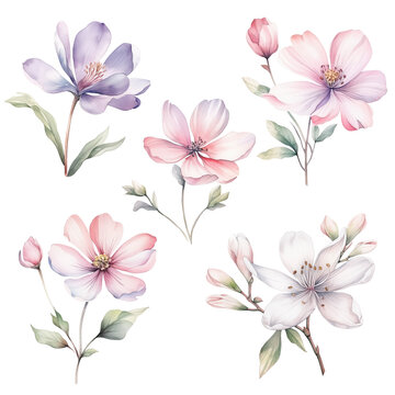 Watercolor illustration set with spring pink flowers. Perfect for card, fabric, tags, invitation, printing, wrapping.
