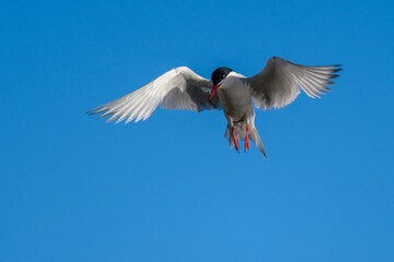 Antarctic Tern (Sterna vittata), Ushuaia, Argentina