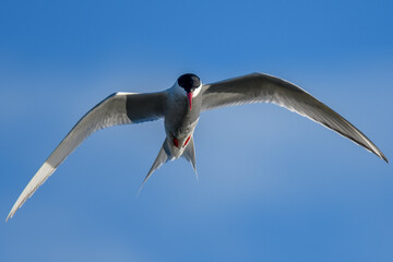 Antarctic Tern (Sterna vittata), Ushuaia, Argentina