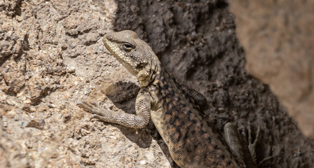 Naklejka na ściany i meble High angle close-up shot of a Himalayan Agama, looking like a lizard.