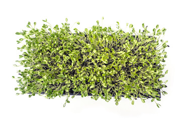Obraz premium Top view of Green young Sunflower sprouts in black plastic growing trays isolated on white background.