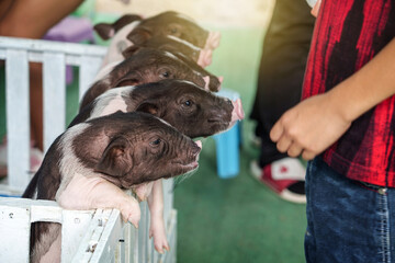 Baby Pot belly pigs standing on the edge of the cage begging for food in the farm. © Panupong