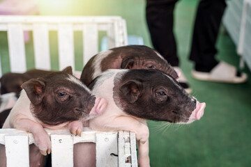 Baby Pot belly pigs standing on the edge of the cage begging for food in the farm.