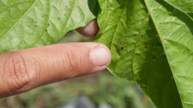Checking for leafhopper pest in chili farm in Yogyakarta, Indonesia