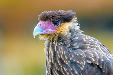 Crested caracara (Caracara plancus), Tierra Del Fuego, Argentina