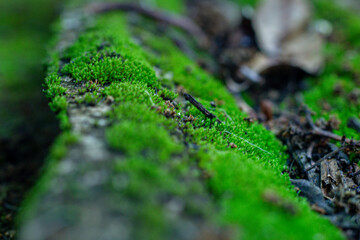 close up of green mold in green forest