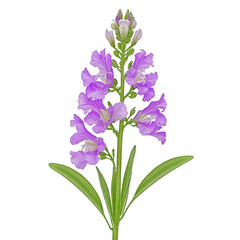 Obraz premium High-Quality Image of Isolated Matthiola Incana or Hoary Stock Flowers On transparent background PNG file