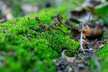 close up of green mold in forest with vegetation