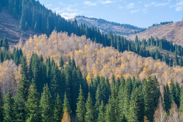Experience the beauty of autumn in a picturesque mountain setting. Witness the enchanting transformation of the forest. Immerse yourself in the stunning landscapes of Tien Shan firs.