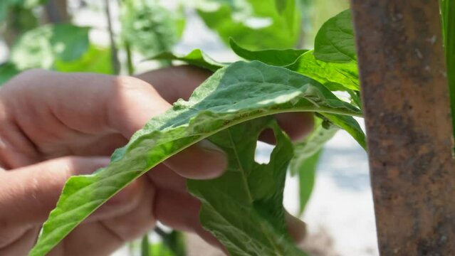 Checking for leafhopper pest in chili farm in Yogyakarta, Indonesia