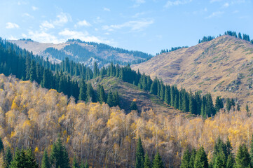 Experience the breathtaking beauty of the Tien Shan fir trees in autumn. Witness a stunning display...