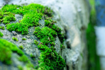 Obraz premium close up of green mold in forest with vegetation