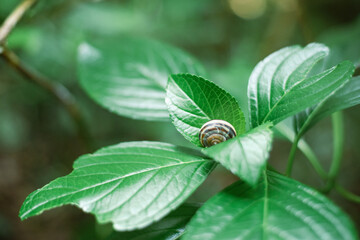 葉の上に乗るかたつむり