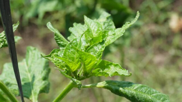 Checking for leafhopper pest in chili farm in Yogyakarta, Indonesia